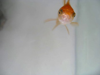 オランダ金魚4