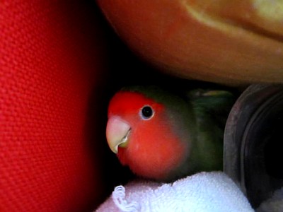 3月11日パピネン (1).JPG