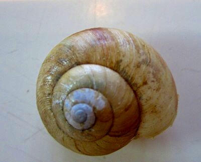 ウスカワマイマイ 京都南部 (1).jpg