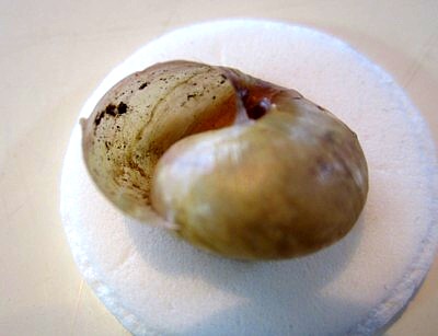 ウスカワマイマイ 京都南部 (2).jpg