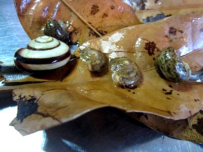 マイマイ 京都南部 (2).jpg