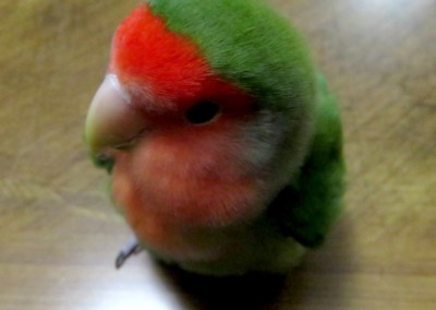 パピネン殿下