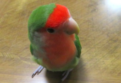 パピネン殿下