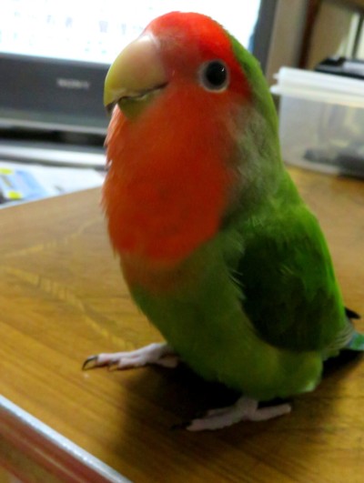 パピネン殿下