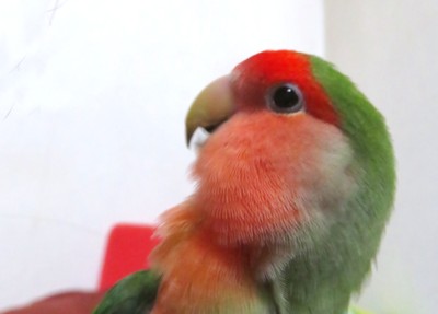パピネン殿下