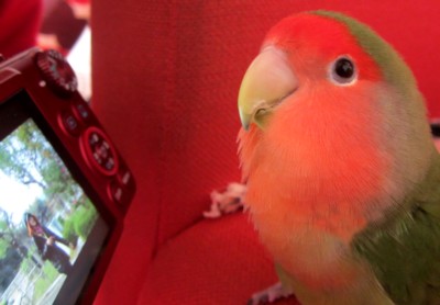 パピネン殿下