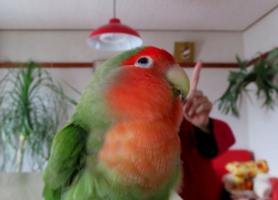 パピネン殿下