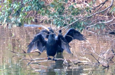 ウ