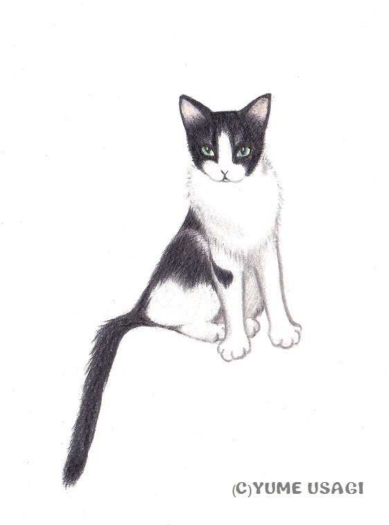 白黒猫 夢うさぎのアトリエ