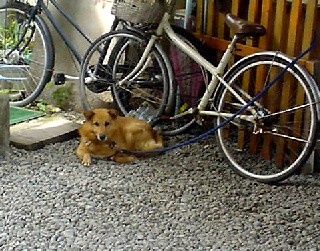 蕎勝人 そばしょうにん ソバショウニン