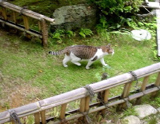 ネコねこ猫