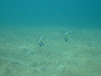 南の島の海の中?