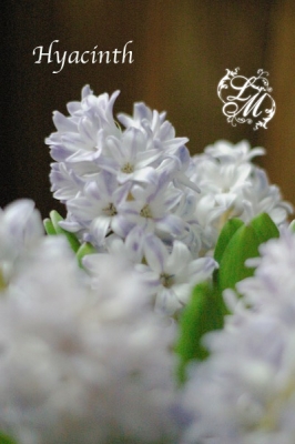 IMGP1048.jpg