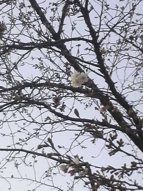 2011032917110000.jpg