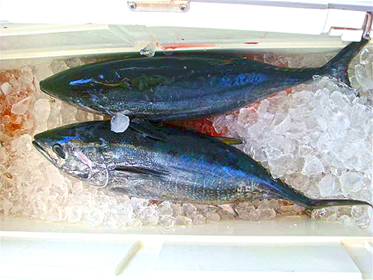 3/4釣果とやっぱり海が好き。