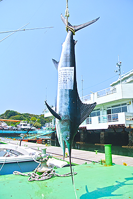 カジキシーズン到来っ!!!!