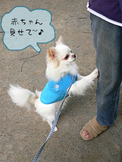 赤ちゃんを見たがるルフィ