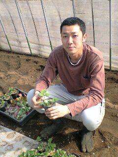 イチゴを作る中村さん