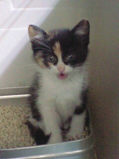 茨城で生まれた三毛猫の女の子