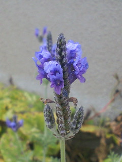 201011140824000.jpg