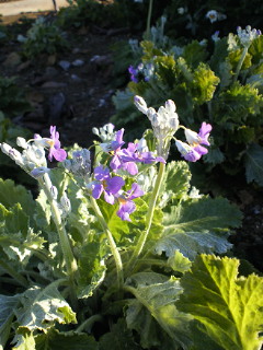 201101080813000.jpg