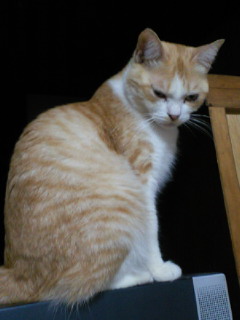 201102132356000.jpg