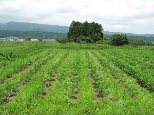 草取り後畑
