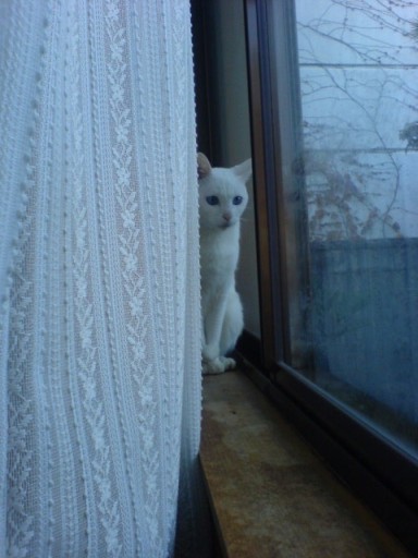 たそねこ