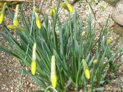 DSCF4279.JPG
