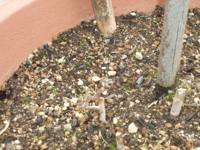 DSCF4381.JPG