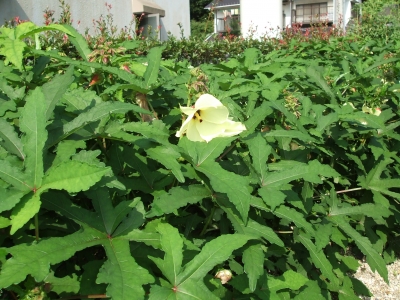DSCF4994.JPG