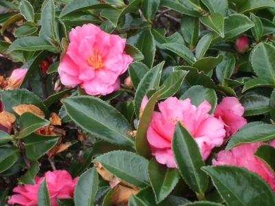 DSCF6448.JPG