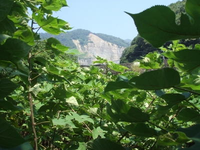 DSCF7377.JPG