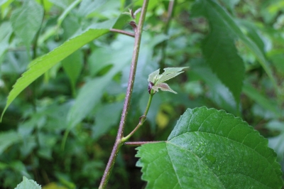2016.6.5?.JPG