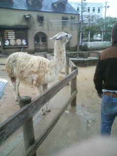 唾を飛ばす動物 E Zoo
