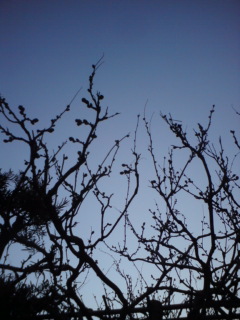 20110414224929.jpg