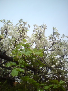 20110509233657.jpg