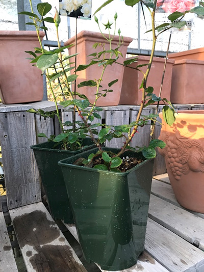 バラを自宅に植えたい方へ】新苗と大苗の違いって？？ | ダマリデザイン室