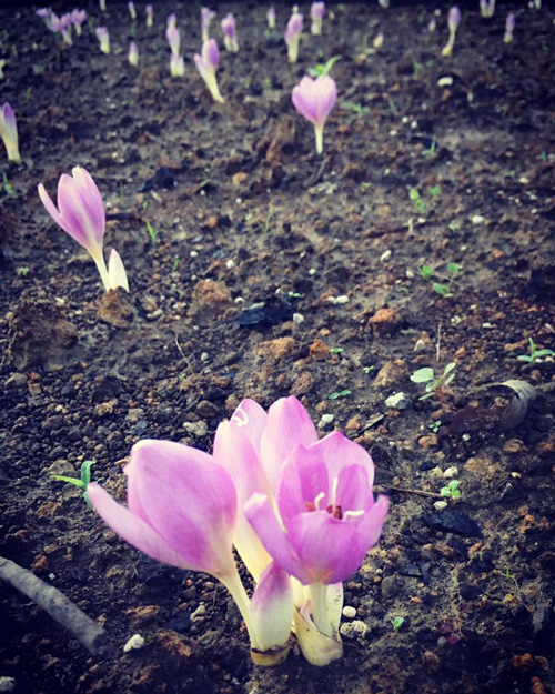 イヌサフランを転がし栽培で花を咲かせましょう ダマリデザイン室