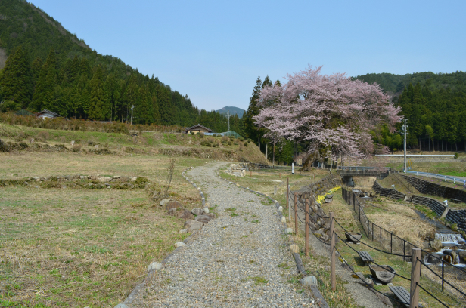 善兵衛桜.jpg