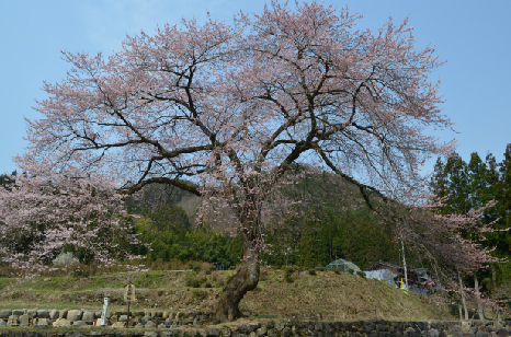 善兵衛桜_2.jpg