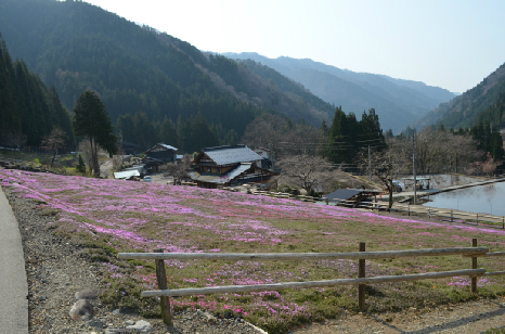 國田家の芝桜_3.jpg