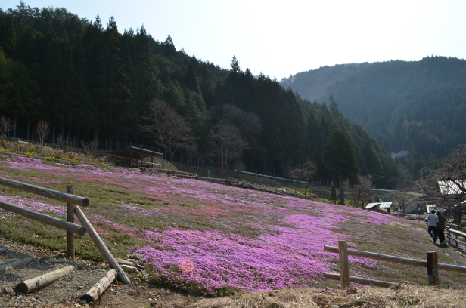 國田家の芝桜_4.jpg