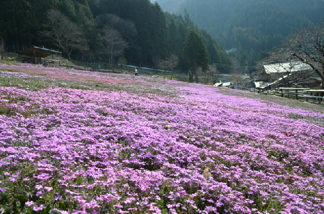 國田家の芝桜_5.jpg