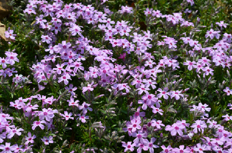 國田家の芝桜_6.jpg
