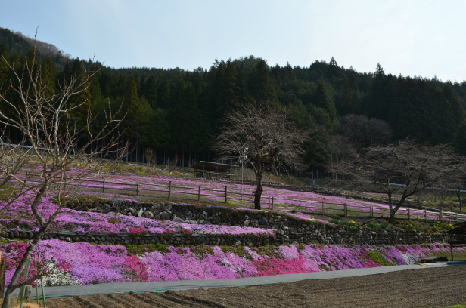 國田家の芝桜_7.jpg