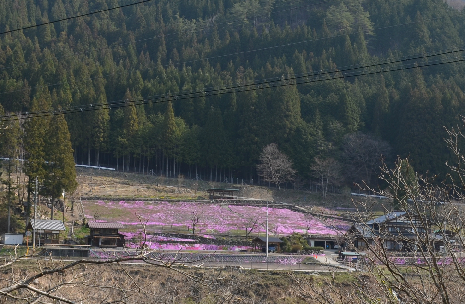 國田家の芝桜_8.jpg