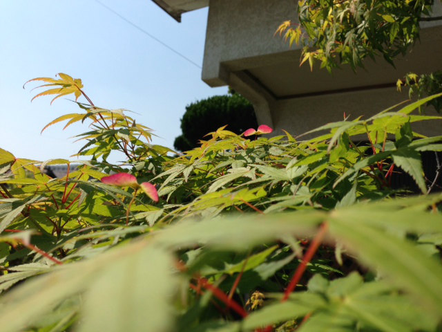もみじの花