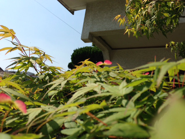 もみじの花2