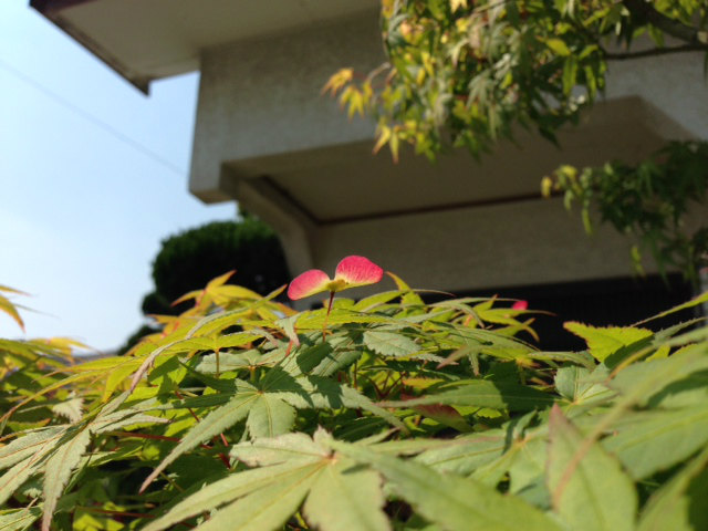 もみじの花3